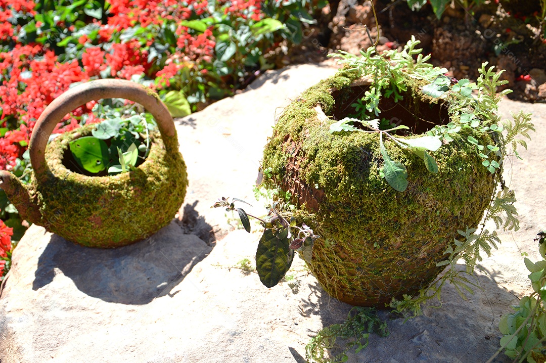 Vaso de plantas no jardim