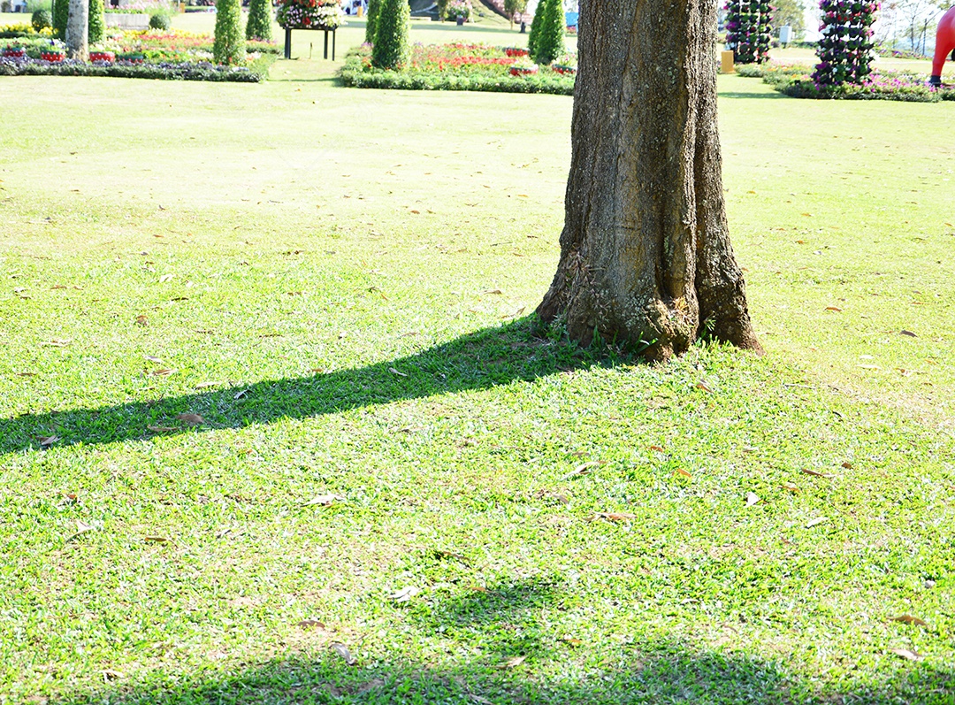 Gramado verde do parque