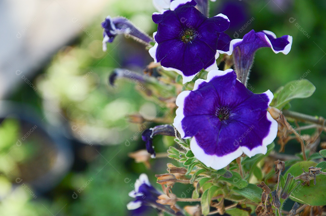 Flores roxas no jardim