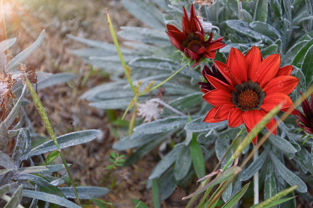 Flores laranjas no jardim