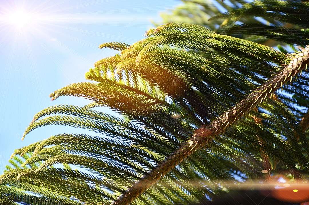 Folhas verde da planta