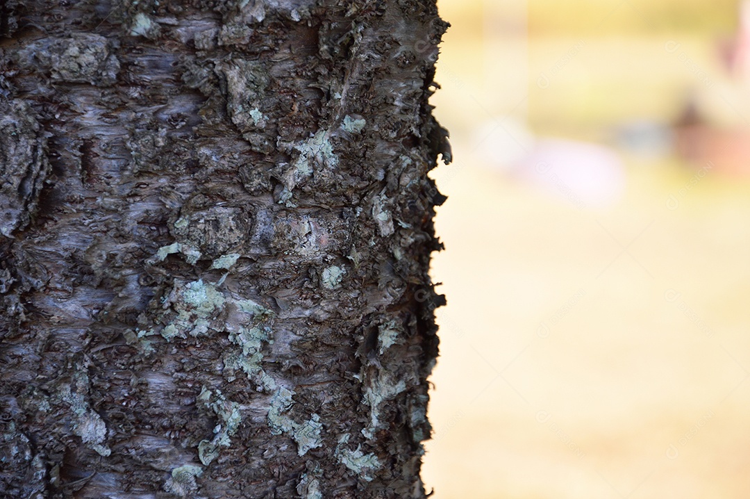 Tronco de árvore no parque.