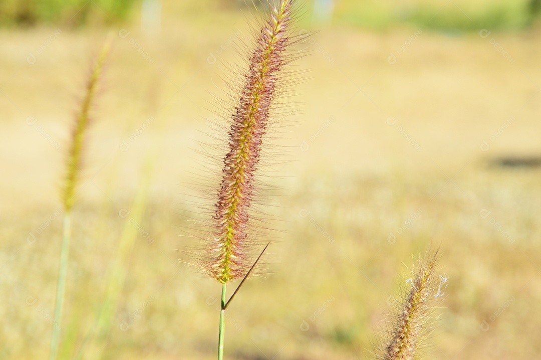 Planta rabo de raposa