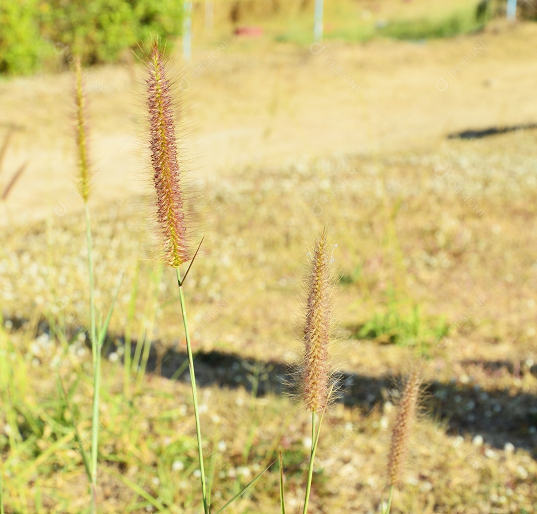 Planta rabo-de-raposa