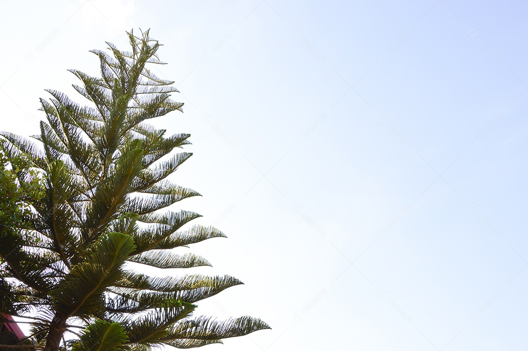 Vista de um pinheiro em fundo de céu azul