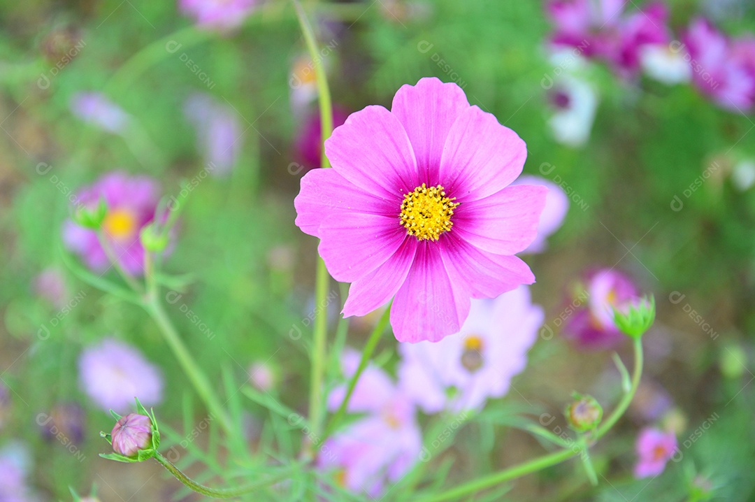 Flor rosa sobre jardim