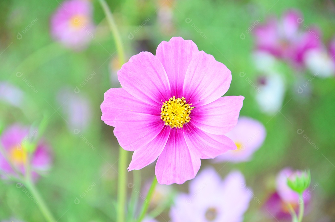 Flor rosa sobre jardim