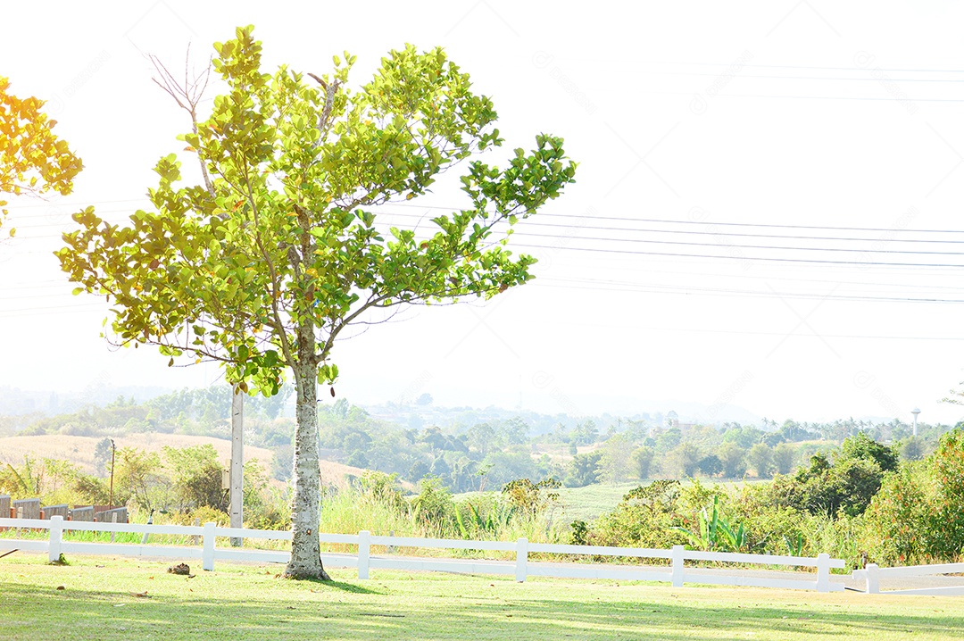 Árvore com folhas verdes no parque