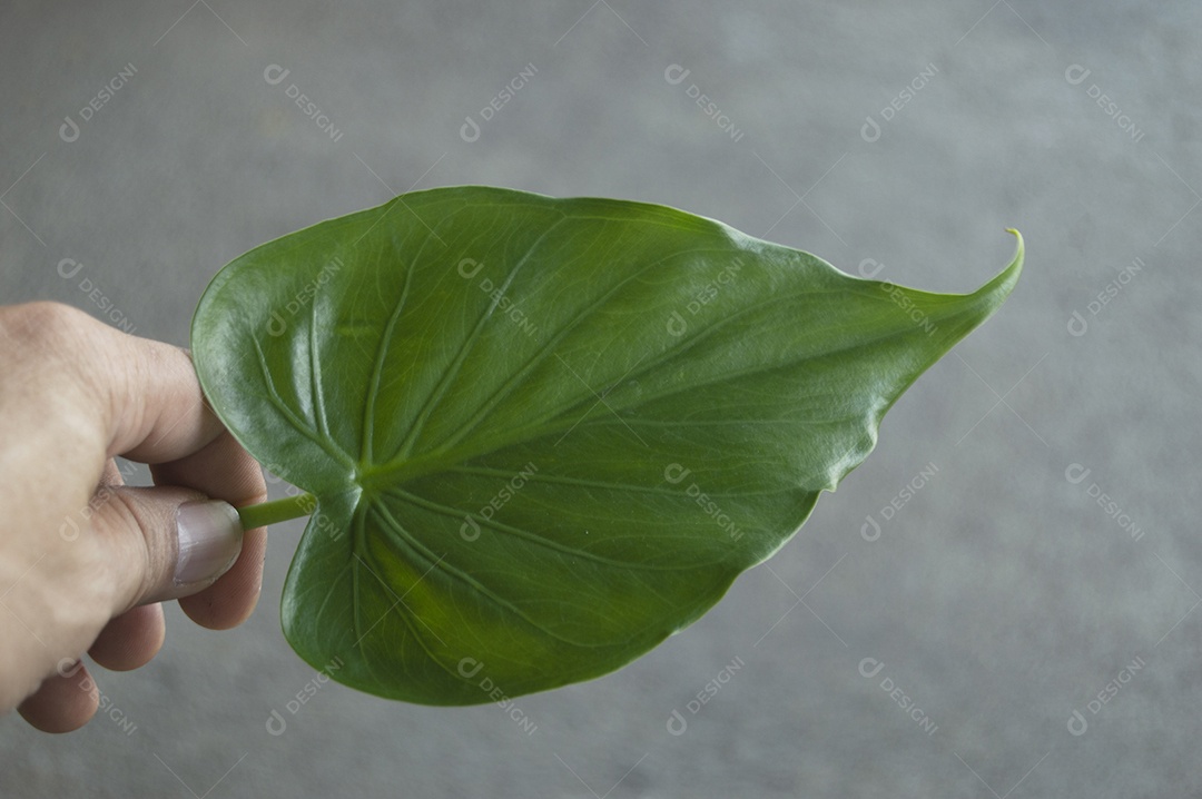 Mão segurando folha verde