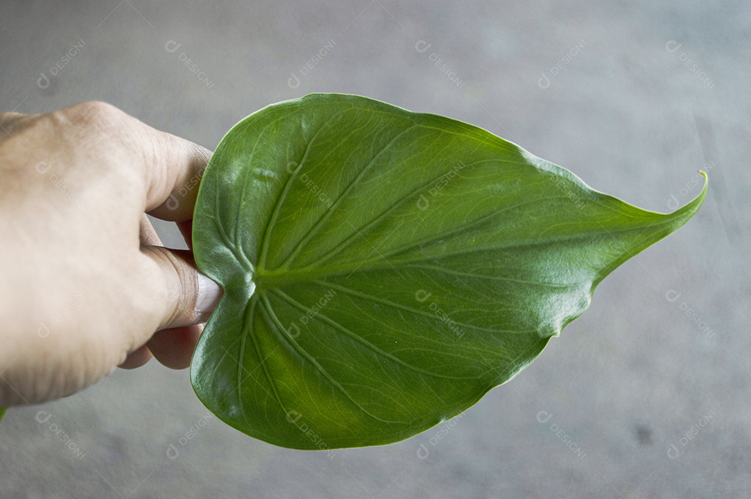 Mão segurando folha verde