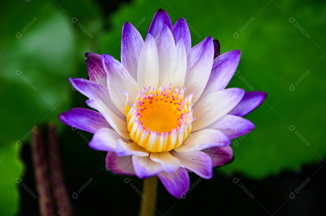 Linda flor ninfeia azul