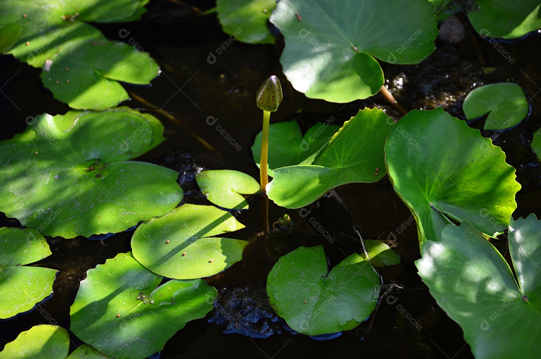 Folhas verdes de uma planta aquática