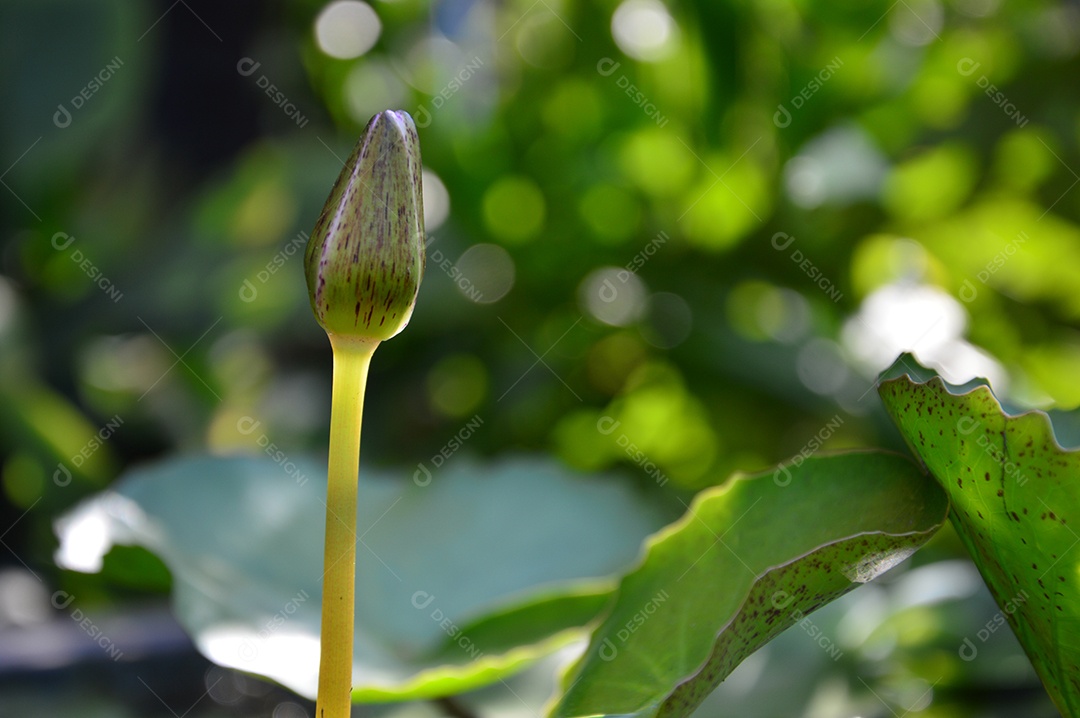 Planta flor de lótus fechada