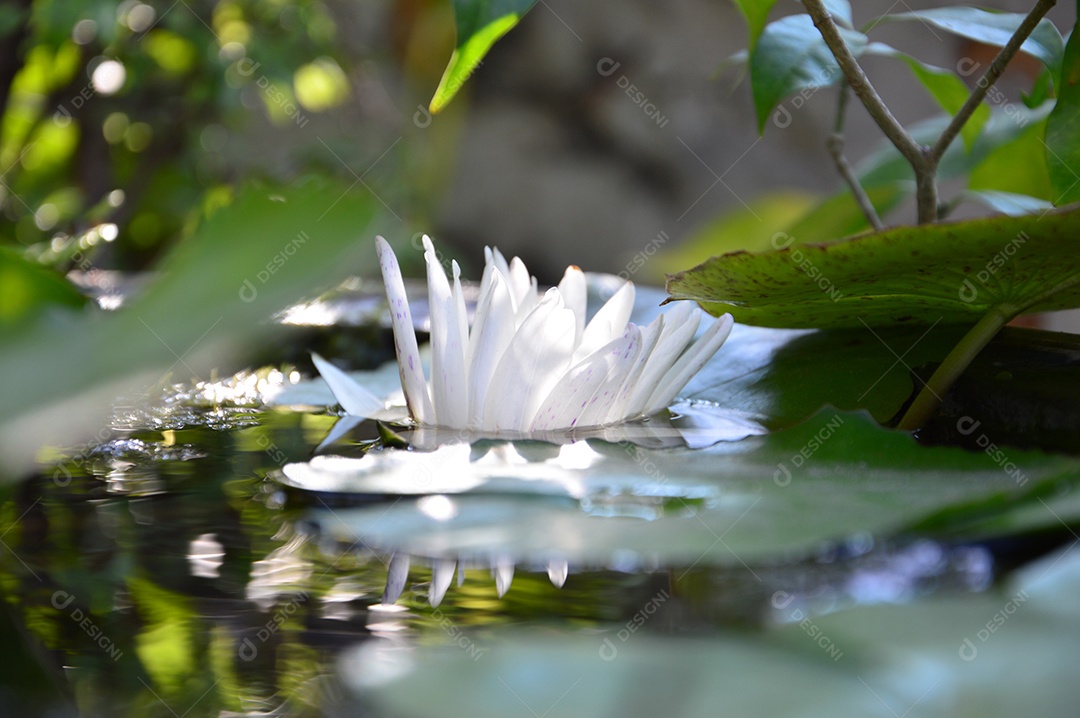 Linda flor de lótus branca