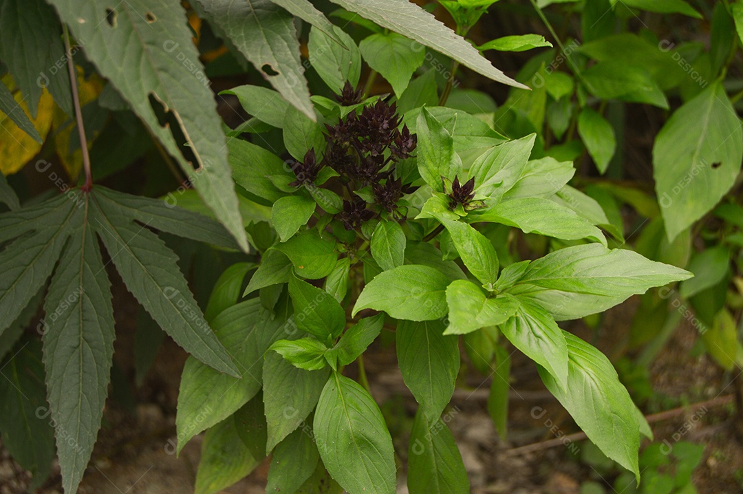 Planta manjericão com folhas verdes