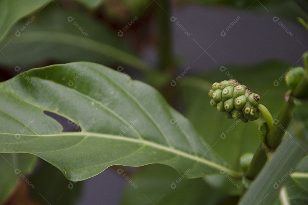 Planta frutífera noni tropical