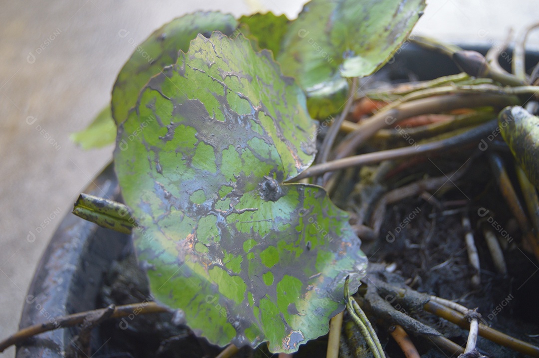Planta de floras verdes com raízes enroladas