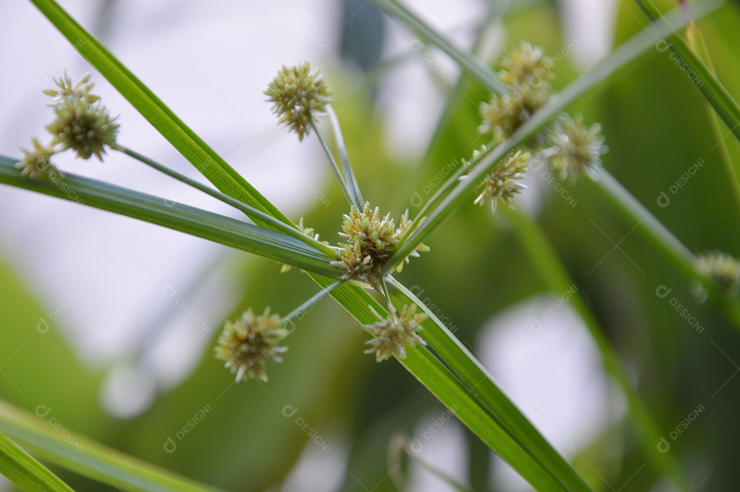 Planta de folhas verdes