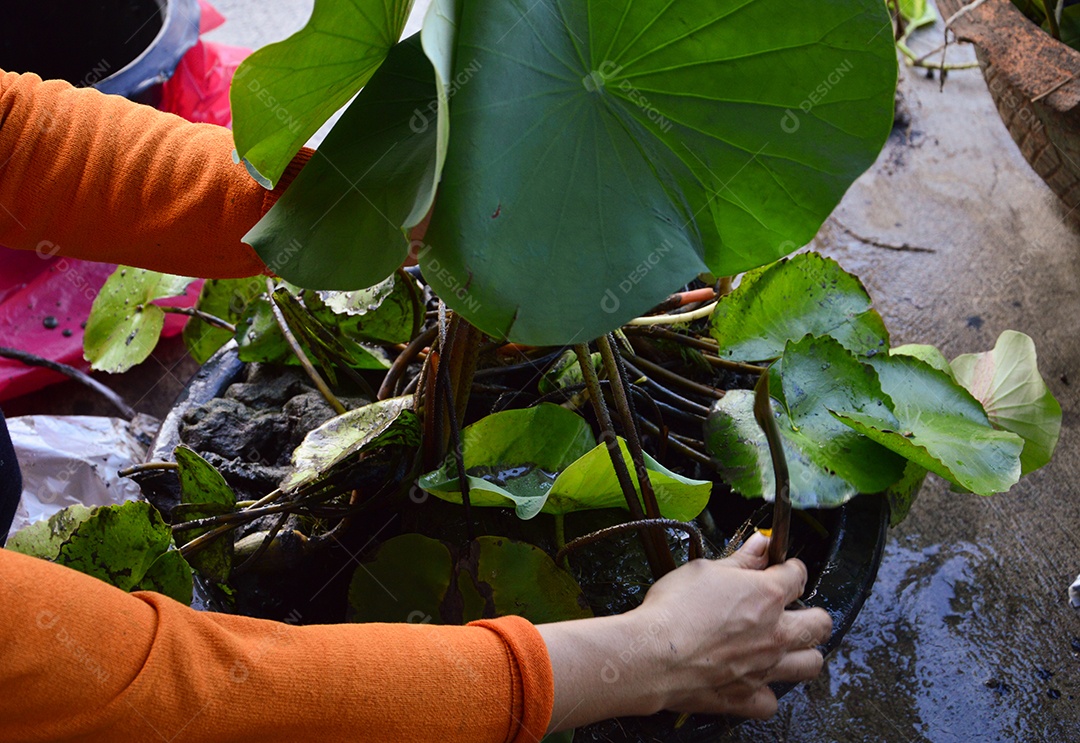Mulher mexendo com planta de folhas verdes
