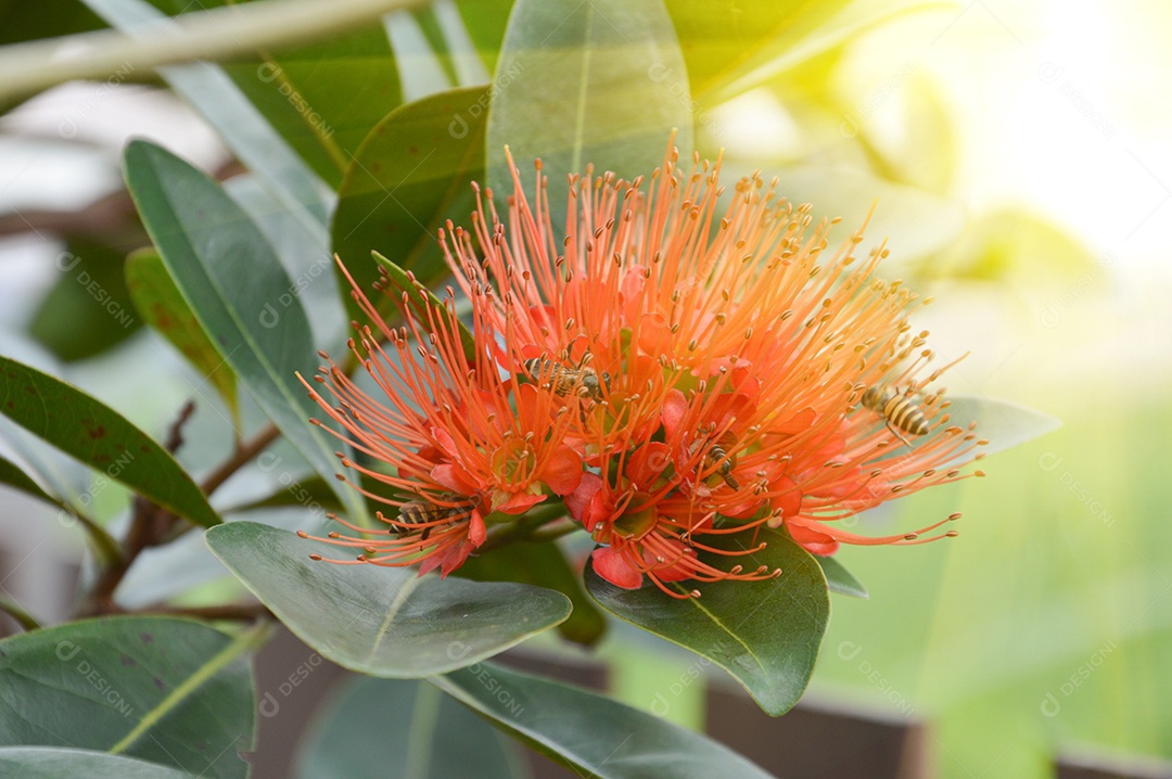 Linda flor laranja conhecida como coroa de cristo