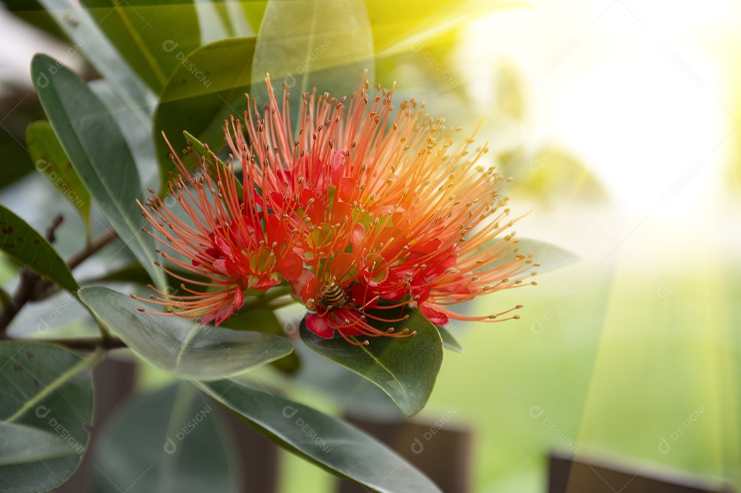 Linda flor vermelha tropical
