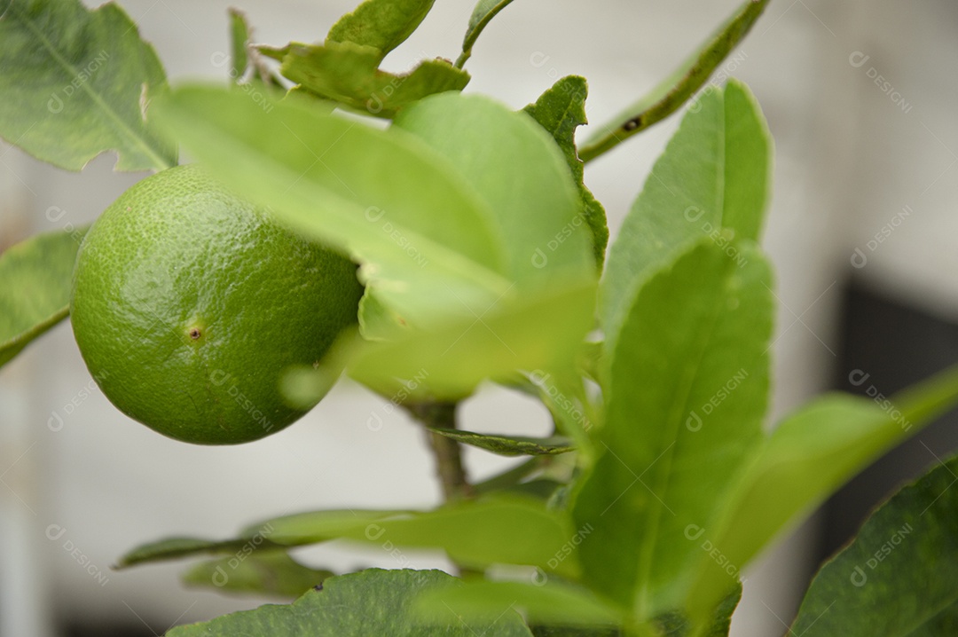 Limão verde na árvore com folhas verdes