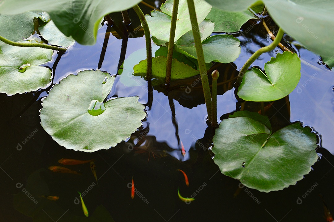 Planta verde aquática