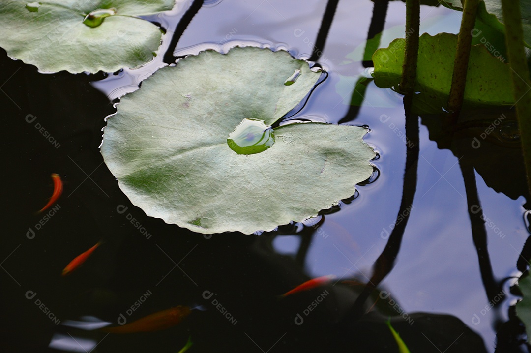 Planta verde aquática