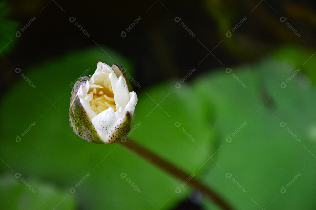 Linda planta com flor branca