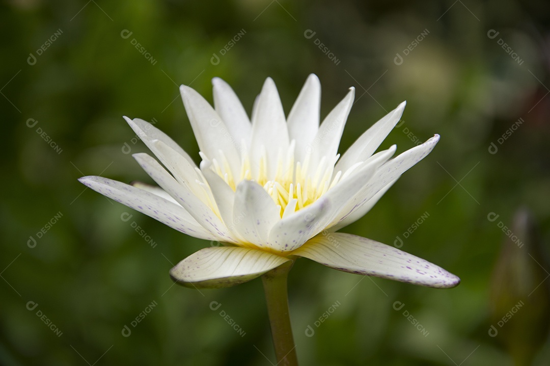 Linda flor de lótus branca