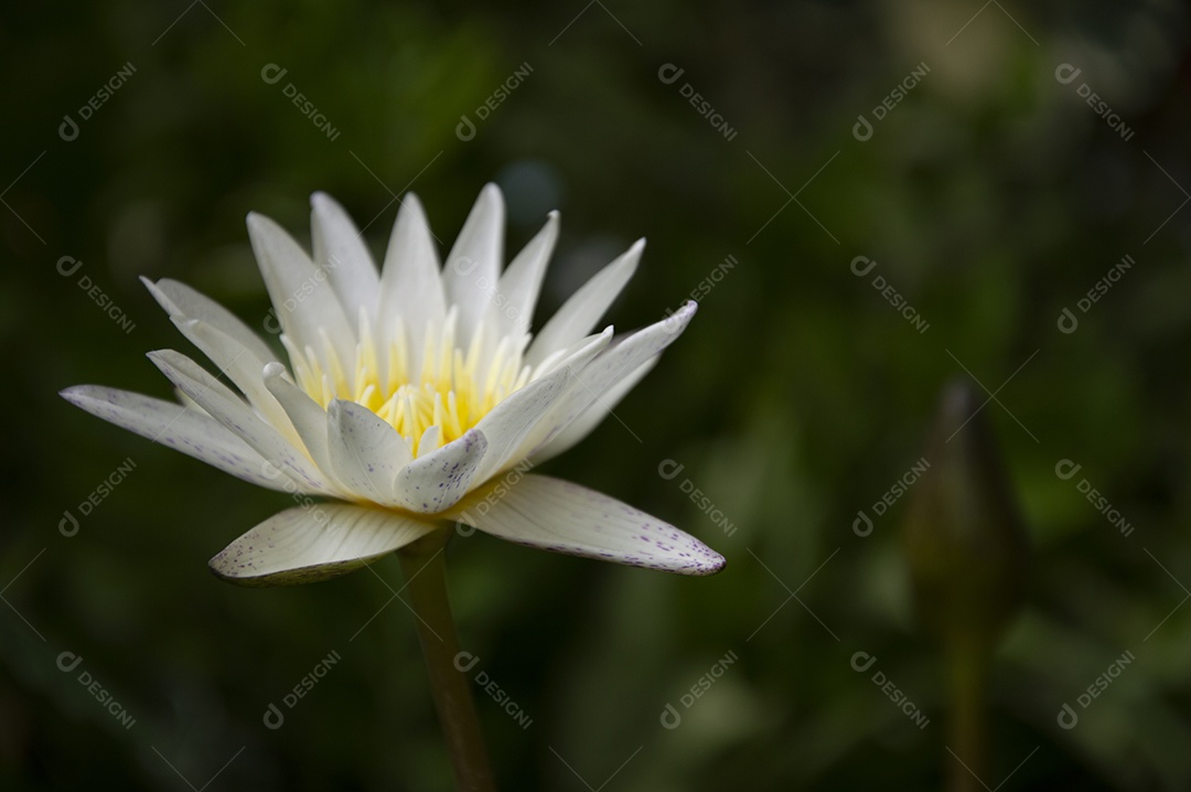 Linda flor de lótus branca