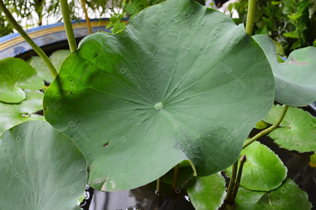 Planta aquática de folha verde