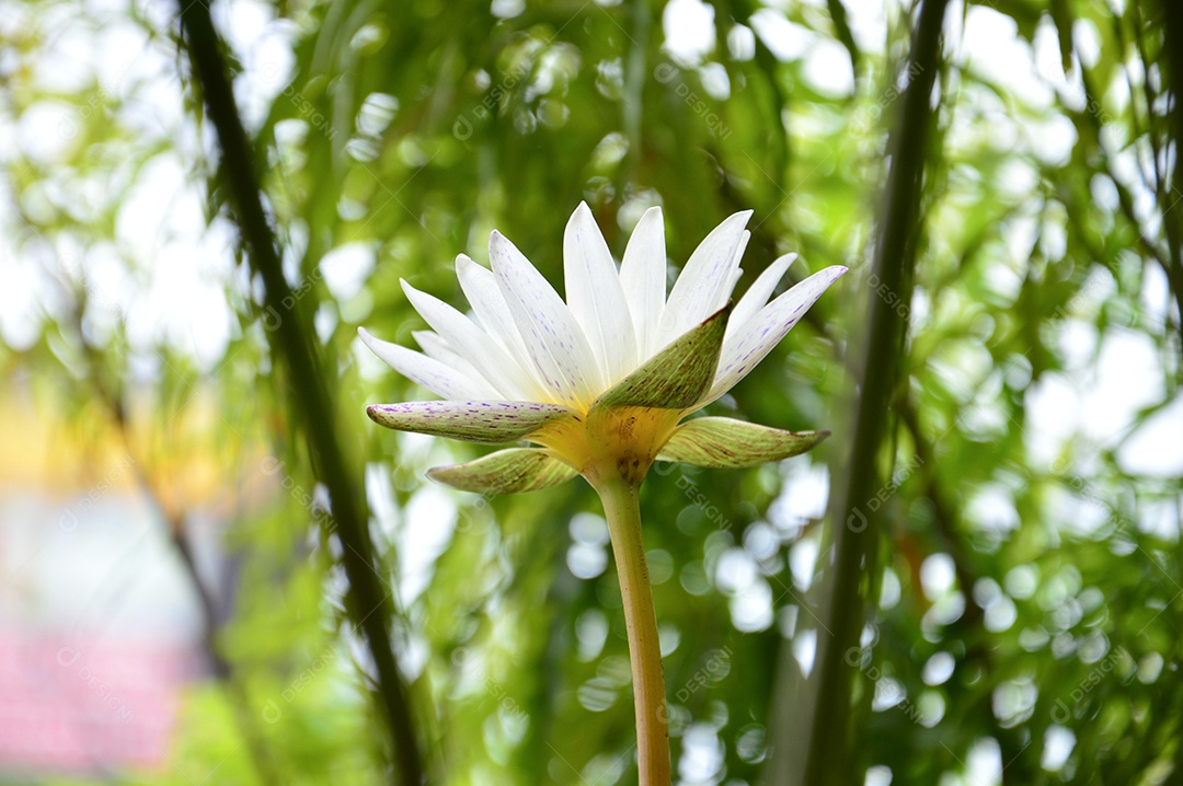 Linda flor de lótus branca