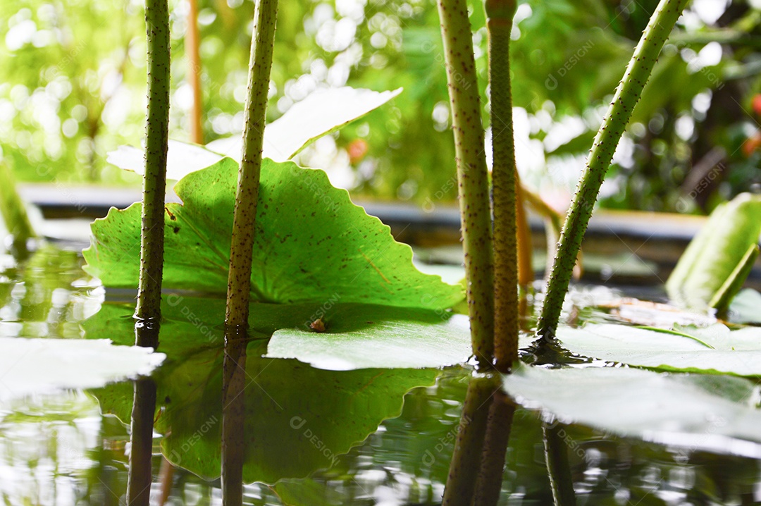 Planta aquática de folha verde