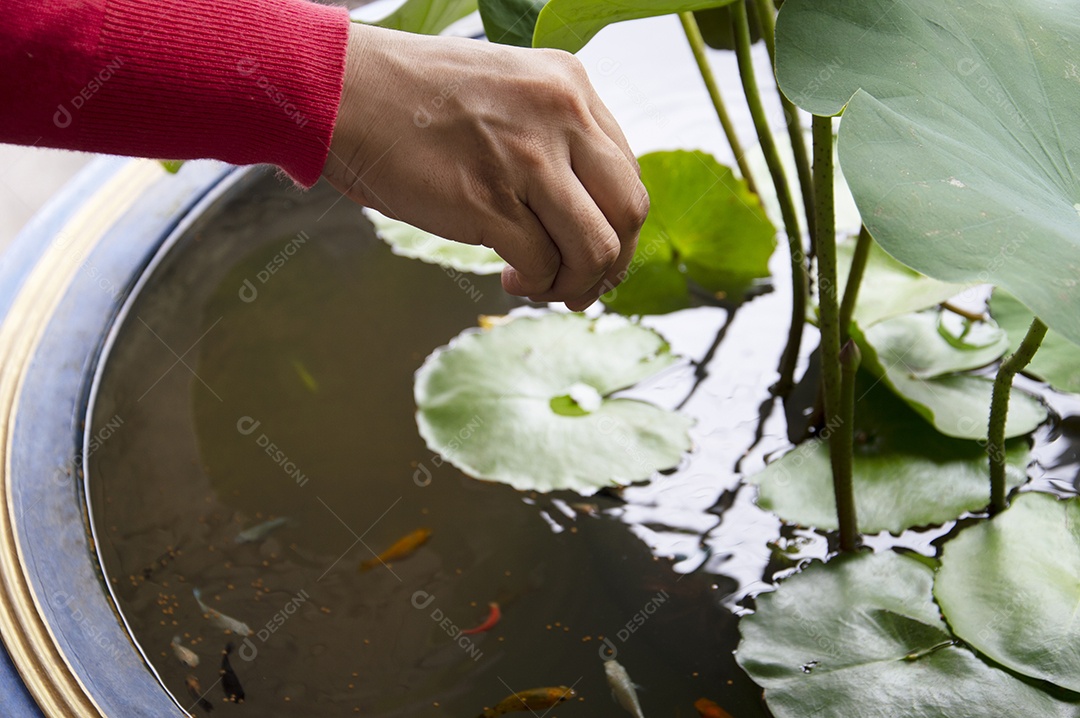 Planta aquática de folha verde