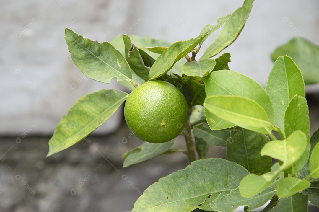 Limão verde na árvore