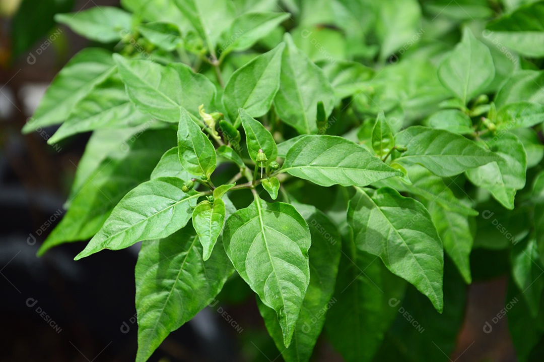 Pé de pimenta com folhas verdes