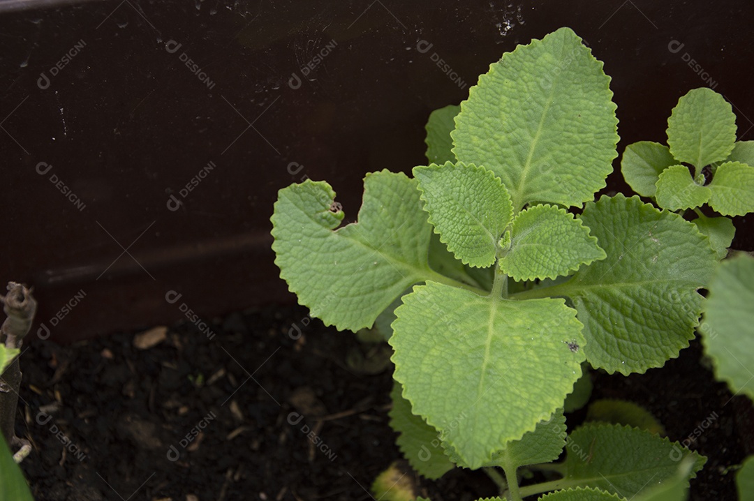 Planta de hortelã grosso