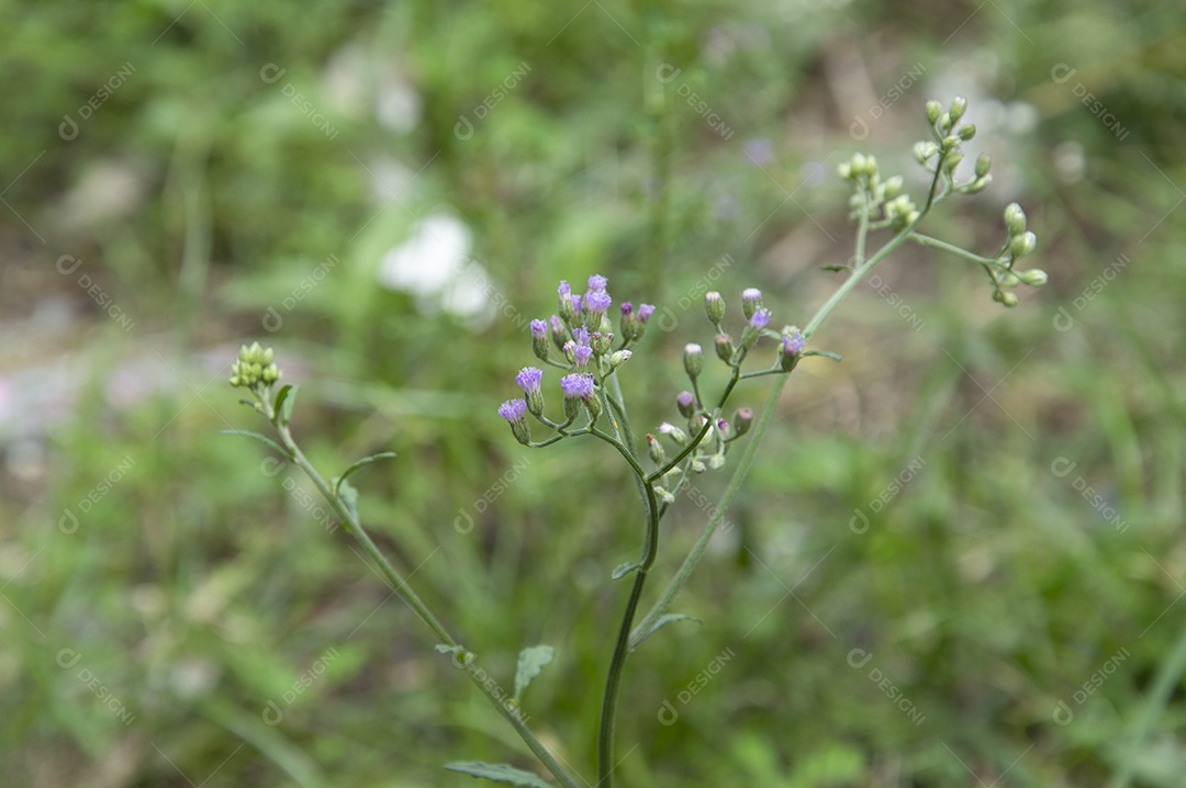 Planta com florzinhas roxas