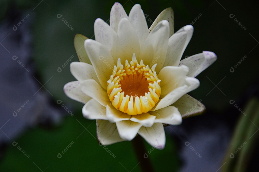 Linda flor de lótus branca