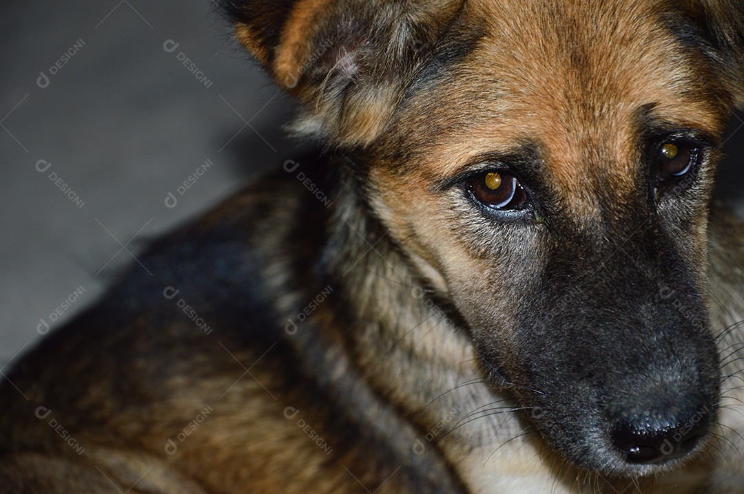 Cachorrinho com olhas triste