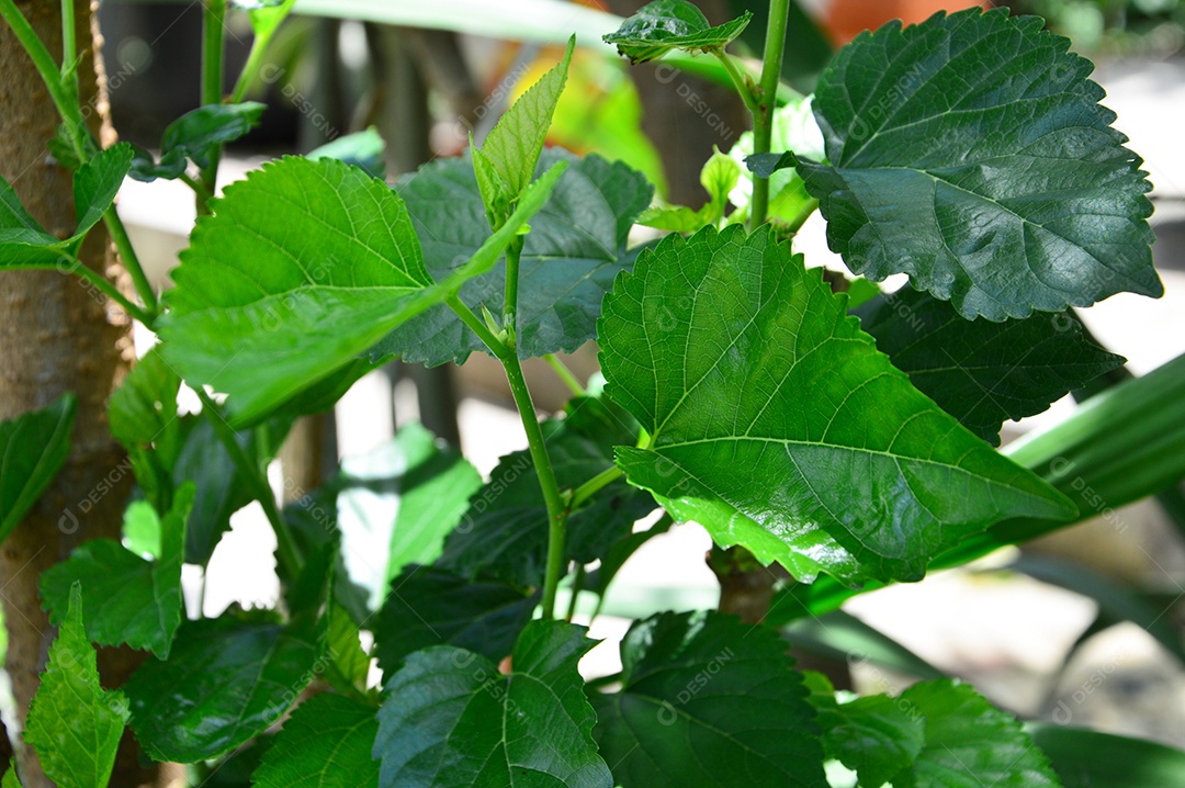 Planta com folhas verdes