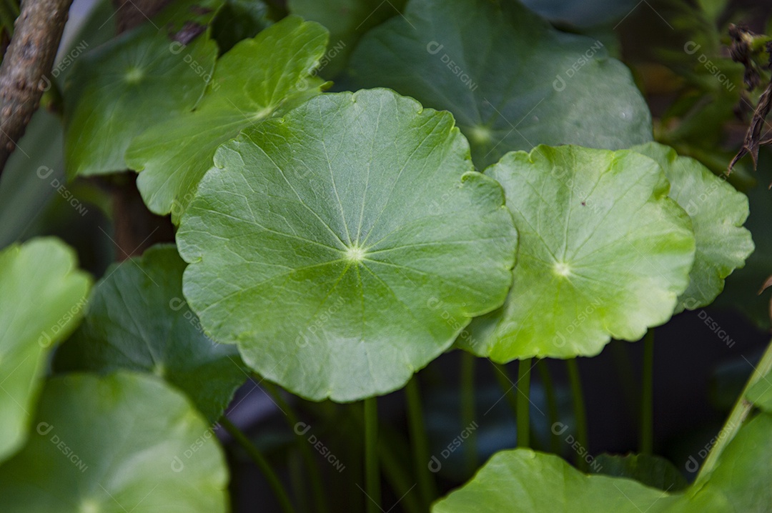 Planta com folhas verdes