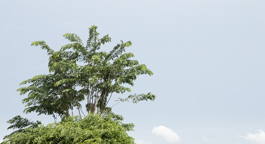 Árvore com folhas verdes sobre céu azul