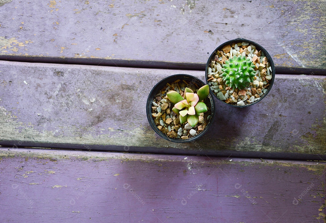 Vaso com plantas de cacto