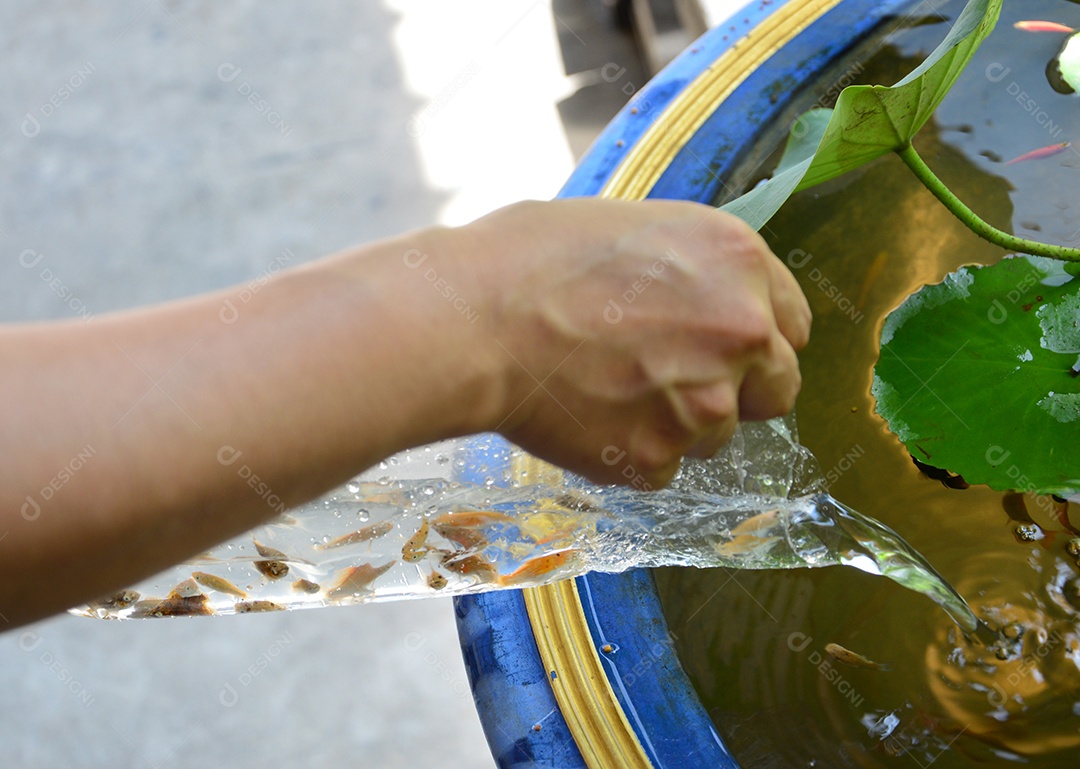 Mulher colocando peixes no aquário com planta aquática