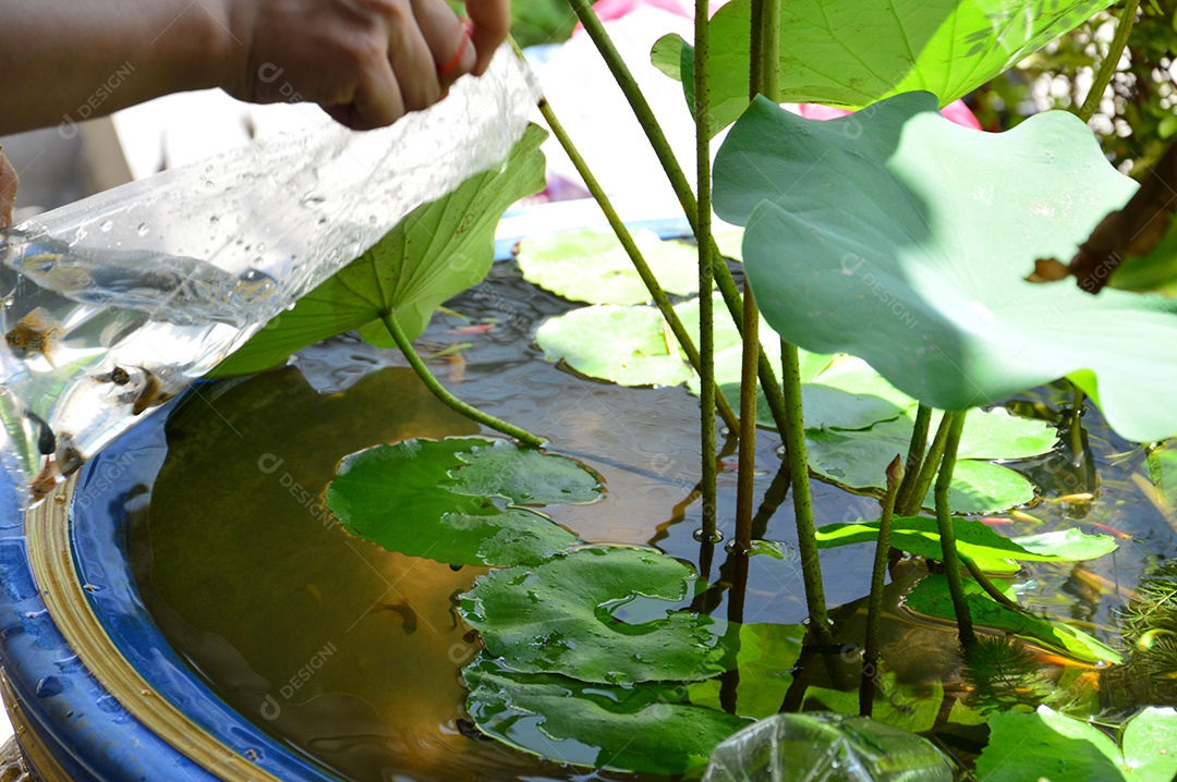 Mulher colocando peixes no aquário com planta aquática