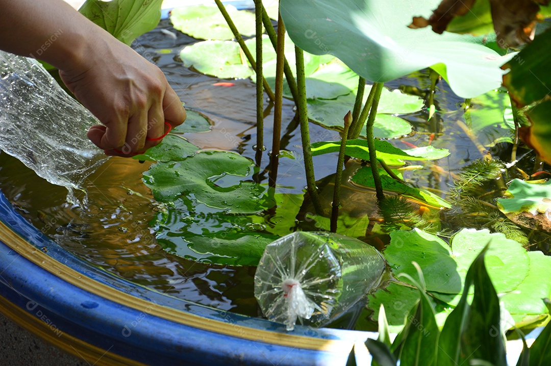 Mulher colocando peixes no aquário com planta aquática