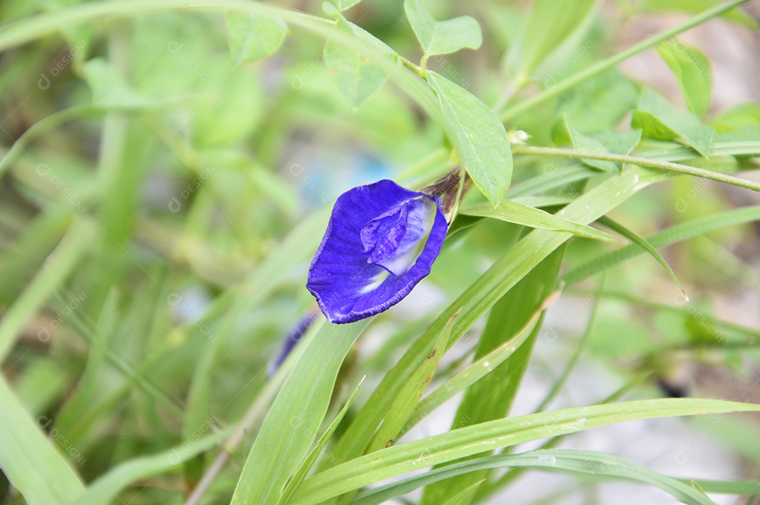 Flor roxa em meio a folhas verdes