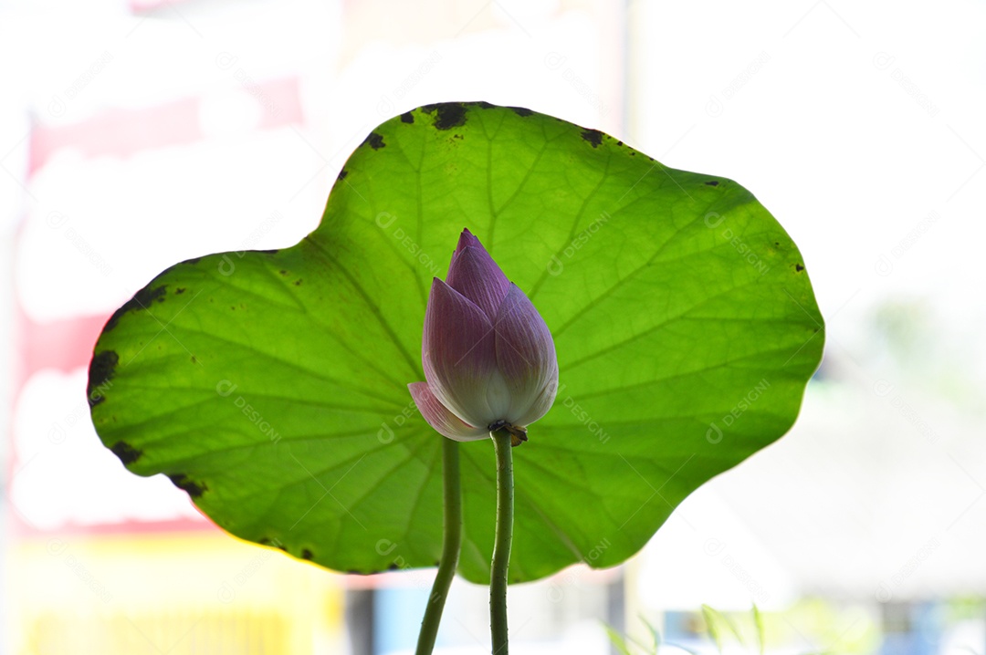 Linda flor de lótus fechada